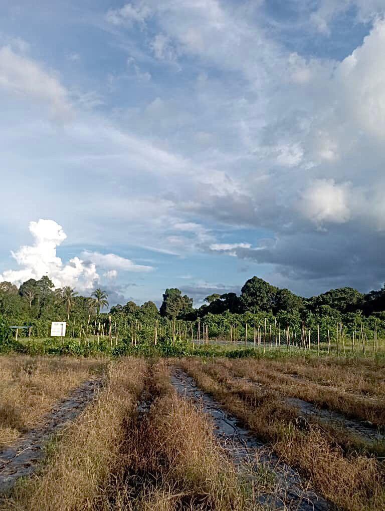 Freehold Native Land For Sale! at Tanah Tepi Sungai Sabang❗️Jalan Kuching Serian Batu 27th Mile